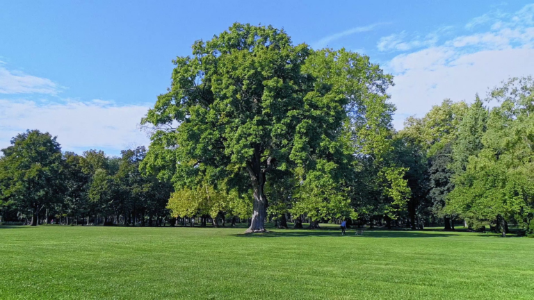FŐKERT / ÖRÖKZÖLD TÖRTÉNETEK – INNOVÁCIÓ ÉS ÉRTÉKTEREMTÉS