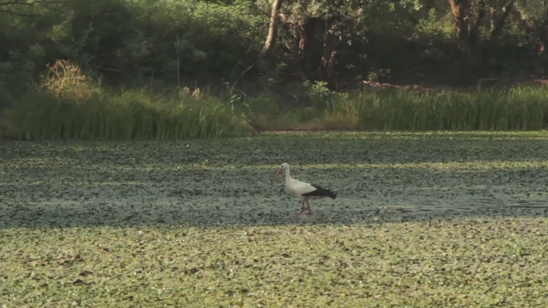 A WWF MAGYARORSZÁG TISZATARJÁNBAN