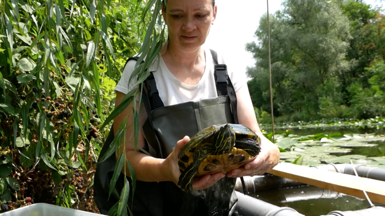 ALDI SZÖVETSÉG AZ IFJÚSÁGÉRT – A szegedi teknősmentők
